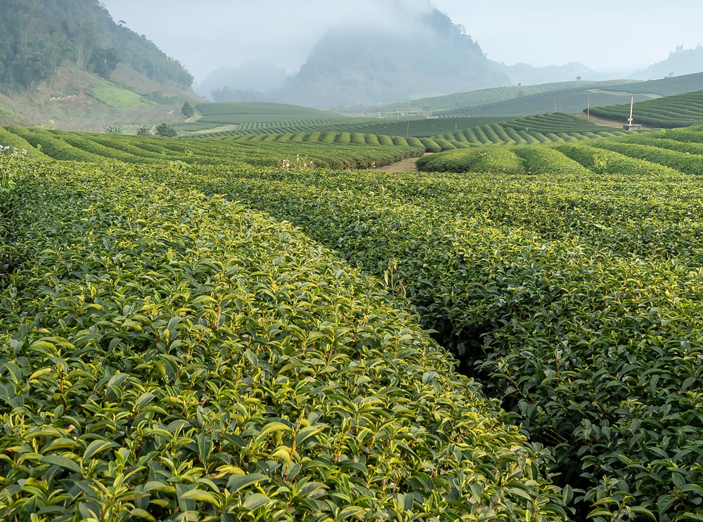 plantacion-te-tecologico-bienbenida Plantación de té ecológico en china.